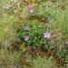 0080-Geranium-cinereum-geranium-austroapeeninum-stony-meadows