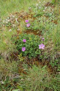 0080-Geranium-cinereum-geranium-austroapeeninum-stony-meadows