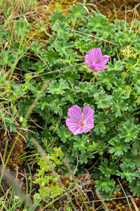 0081-Geranium-cinereum-geranium-austroapeeninum-stony-meadows