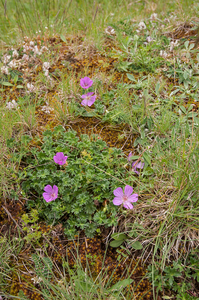 0083-Geranium-cinereum-geranium-austroapeeninum-stony-meadows