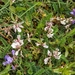 0084-Astragalus-depressus-montane-pastures