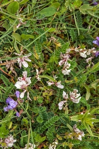 0084-Astragalus-depressus-montane-pastures