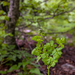 0087-Akeleiruit---Thalictrum-aquilegiifolium-fagus-sylvatica-wood
