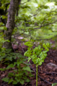 0087-Akeleiruit---Thalictrum-aquilegiifolium-fagus-sylvatica-wood