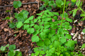 0088-Akeleiruit---Thalictrum-aquilegiifolium-fagus-sylvatica-wood