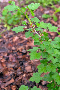 0090-Kruisbes---Ribes-uva-crispa-fagus-sylvatica-wood-glades-scru