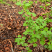 0091-Kruisbes---Ribes-uva-crispa-fagus-sylvatica-wood-glades-scru