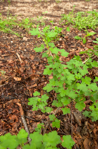0091-Kruisbes---Ribes-uva-crispa-fagus-sylvatica-wood-glades-scru