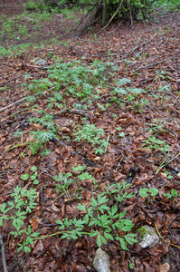 0106-vingerhelmbloem-en-plant-onbekend