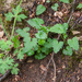 0113-ruig-klokje-campanula-trachelium-glades-open-woods