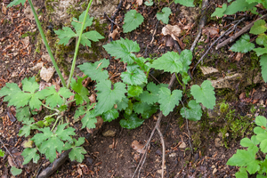 0113-ruig-klokje-campanula-trachelium-glades-open-woods
