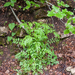 0114-Springzaadveldkers---Cardamine-impatiens-humid-shady-places