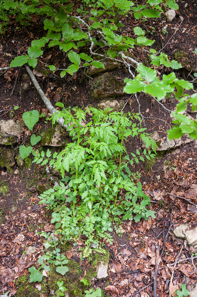 0114-Springzaadveldkers---Cardamine-impatiens-humid-shady-places
