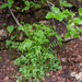 0117-Springzaadveldkers---Cardamine-impatiens-humid-shady-places