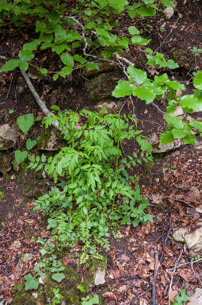 0117-Springzaadveldkers---Cardamine-impatiens-humid-shady-places