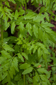 0118-Springzaadveldkers---Cardamine-impatiens-humid-shady-places