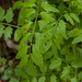 0119-Springzaadveldkers---Cardamine-impatiens-humid-shady-places