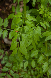 0119-Springzaadveldkers---Cardamine-impatiens-humid-shady-places