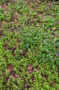 0120-Bosvergeet-mij-nietje---Myosotis-sylvatica-woods-scrub