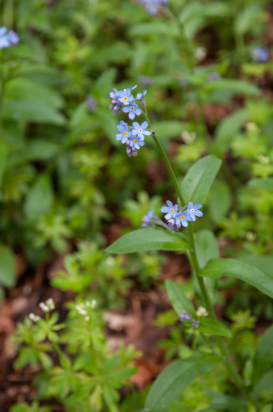 0121-Bosvergeet-mij-nietje---Myosotis-sylvatica-woods-scrub