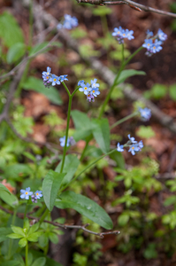 0122-Bosvergeet-mij-nietje---Myosotis-sylvatica-woods-scrub