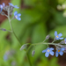 0123-Bosvergeet-mij-nietje---Myosotis-sylvatica-woods-scrub