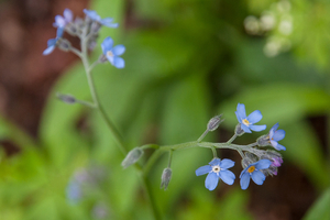 0123-Bosvergeet-mij-nietje---Myosotis-sylvatica-woods-scrub