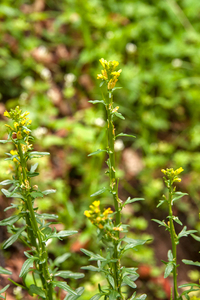 0124-Barbarea-bracteosa-humid-environments