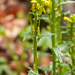 0125-Barbarea-bracteosa-humid-environments