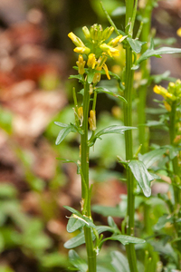 0125-Barbarea-bracteosa-humid-environments