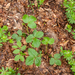 0126-bosaardbei-glades-open-woods