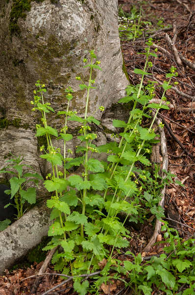 0128 Scrophularia vernalis voorjaarshelmkruid shady cliffs in the