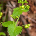 0129 Scrophularia vernalis voorjaarshelmkruid shady cliffs in the