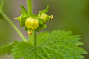 0130-Scrophularia-vernalis-voorjaarshelmkruid-shady-cliffs-in-the