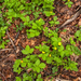 0135-Bastard-Agrimony-Aremonia-agrimonoides