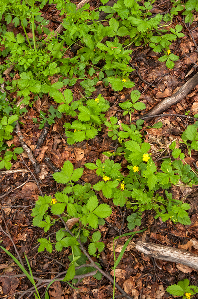0135-Bastard-Agrimony-Aremonia-agrimonoides