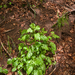 0138-onbekende-plant