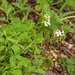 0141-Alpine-Rock-cress---Arabis-alpina-screes-shady-screes-cliffs