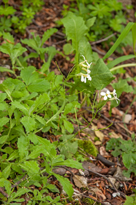 0141-Alpine-Rock-cress---Arabis-alpina-screes-shady-screes-cliffs