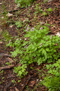 0142-Cardamine-chelidonia-fagus-sylvatica-woods-and-cool-woods