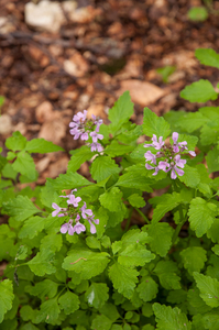 0144-Cardamine-chelidonia-fagus-sylvatica-woods-and-cool-woods