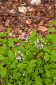 0145-Cardamine-chelidonia-fagus-sylvatica-woods-and-cool-woods