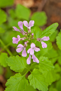 0146-Cardamine-chelidonia-fagus-sylvatica-woods-and-cool-woods