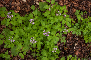 0147-Cardamine-chelidonia-fagus-sylvatica-woods-and-cool-woods