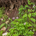 0148-Cardamine-chelidonia-fagus-sylvatica-woods-and-cool-woods