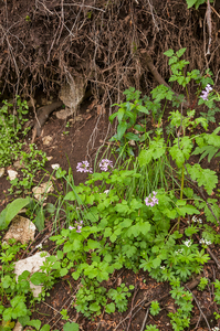 0148-Cardamine-chelidonia-fagus-sylvatica-woods-and-cool-woods