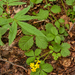 0150-Bastard-Agrimony-Aremonia-agrimonoides