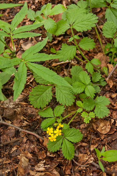 0150-Bastard-Agrimony-Aremonia-agrimonoides