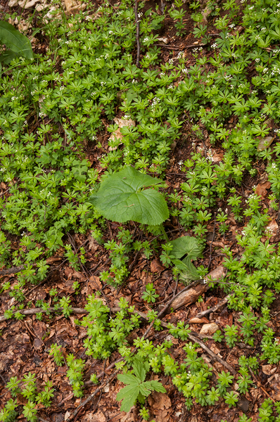 0149--Adenostyles-alpina-damp-margins-of-f-agus-sylvatica-woods