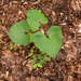 0151-Adenostyles-alpina-damp-margins-of-f-agus-sylvatica-woods